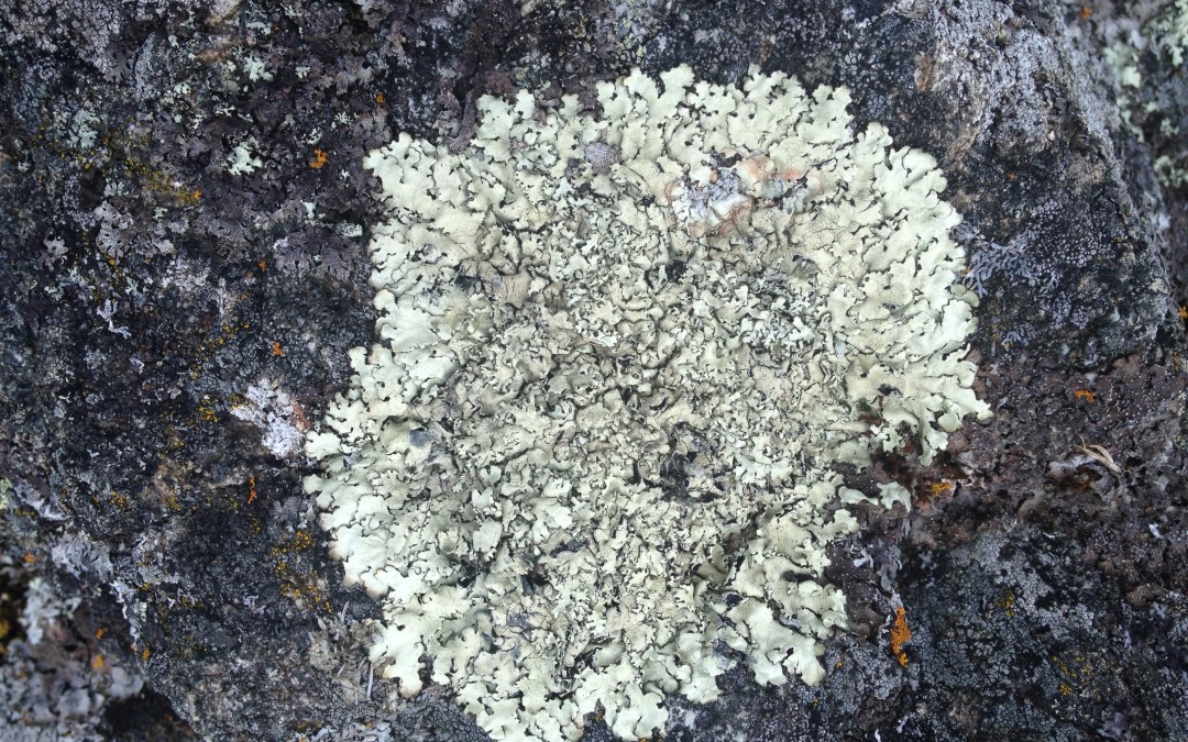 Lichen