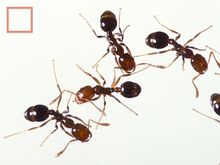 Ninja Bed Bugs (multiplication) MathPickle